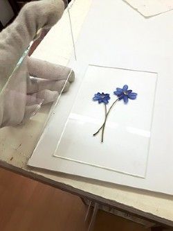 gepresste Leberblumen zwischen zwei Glasscheiben