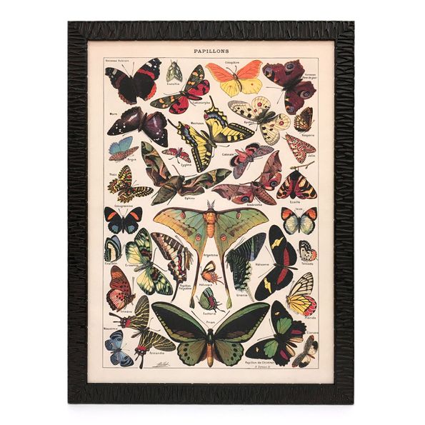 gerahmtes Poster Schmetterlinge
